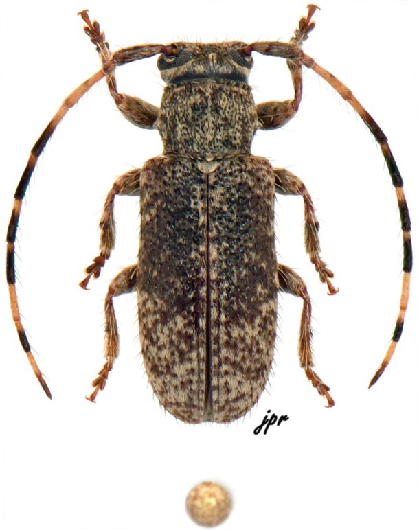 Estola annulata