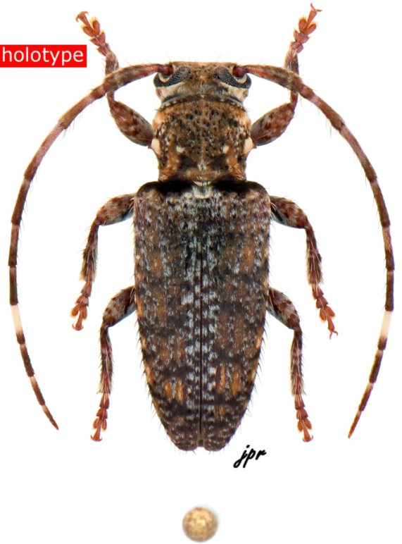 Estola flavomaculata