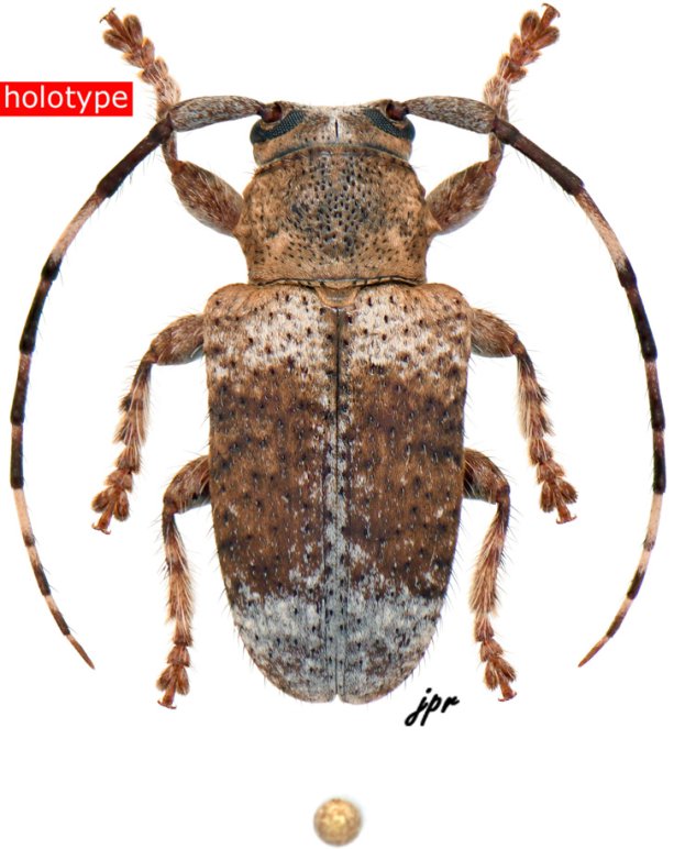 Estola griseoapicalis