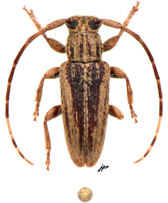 Estola vittulata