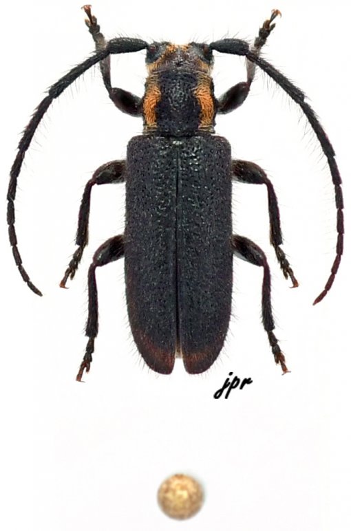 Eupogonius subarmatus