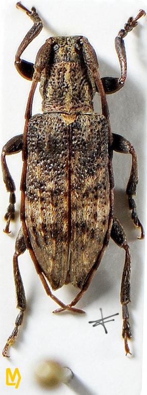 Sybrocentrura tristicula