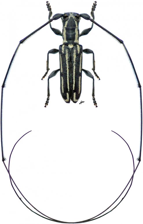 Cylindrecamptus lineatus