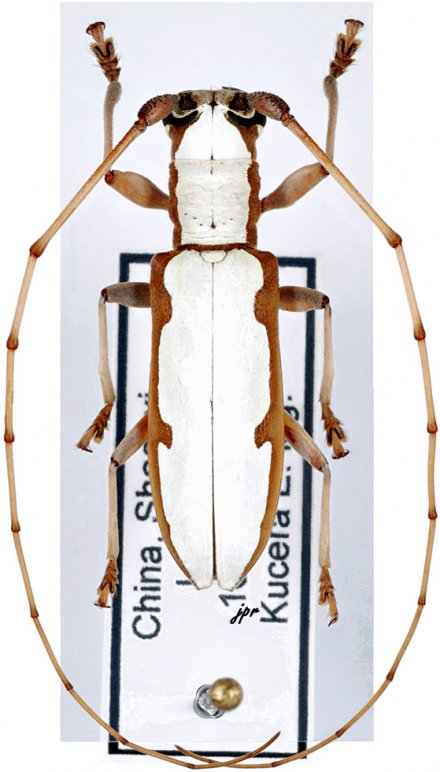 Olenecamptus cretaceus marginatus