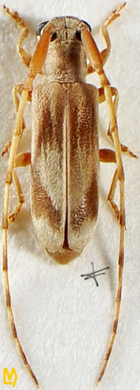 Eunidia ceylanica