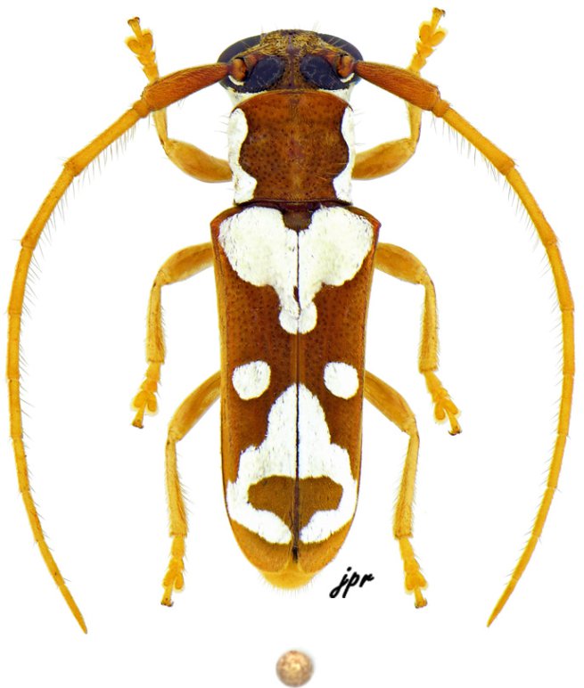Adesmus monnei