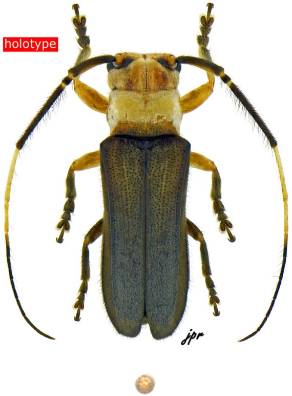 Adesmus patawaensis