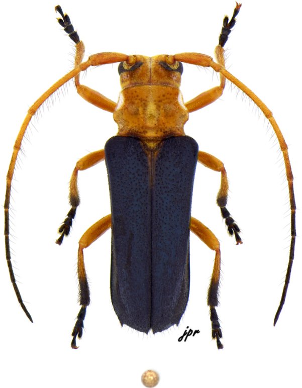 Canarana nigripennis