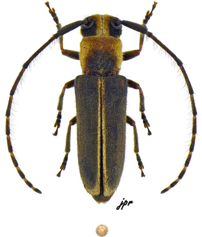 Essostrutha binotata