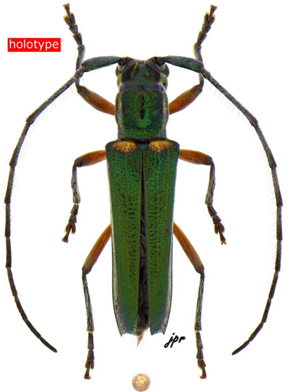 Fredlanea eloroensis