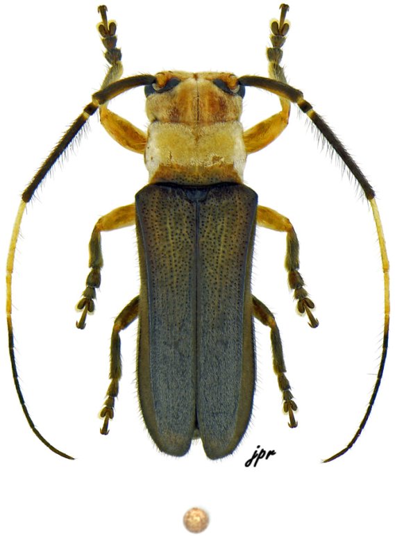 Adesmus