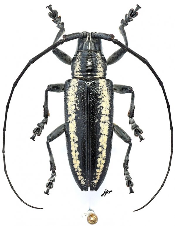 Acridocephala nicoletii