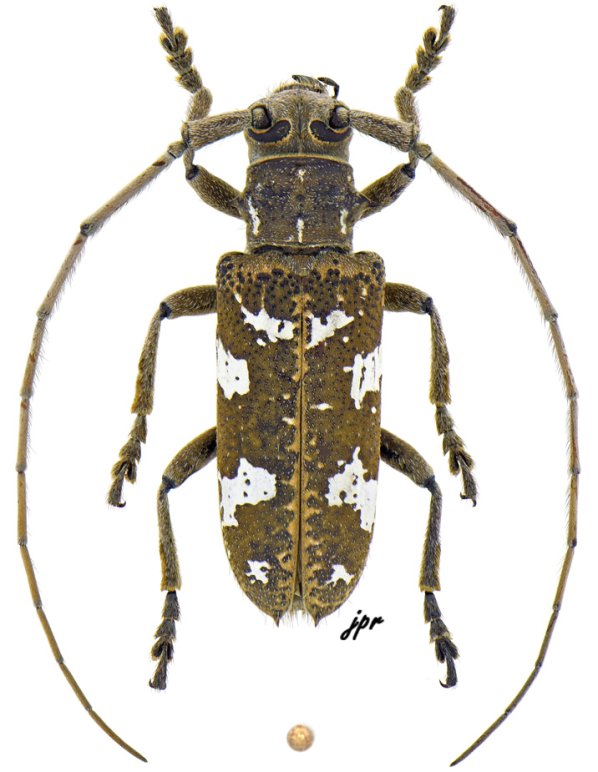 Hammatoderus thoracicus