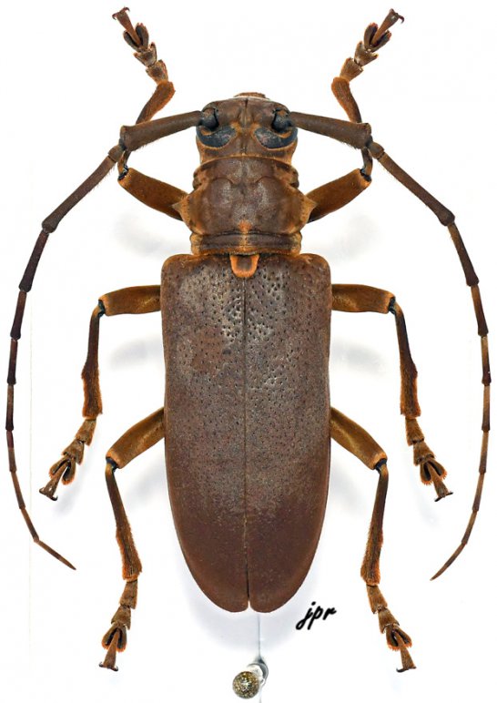 Monochamus homoeus