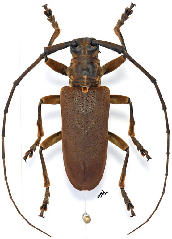 Monochamus homoeus