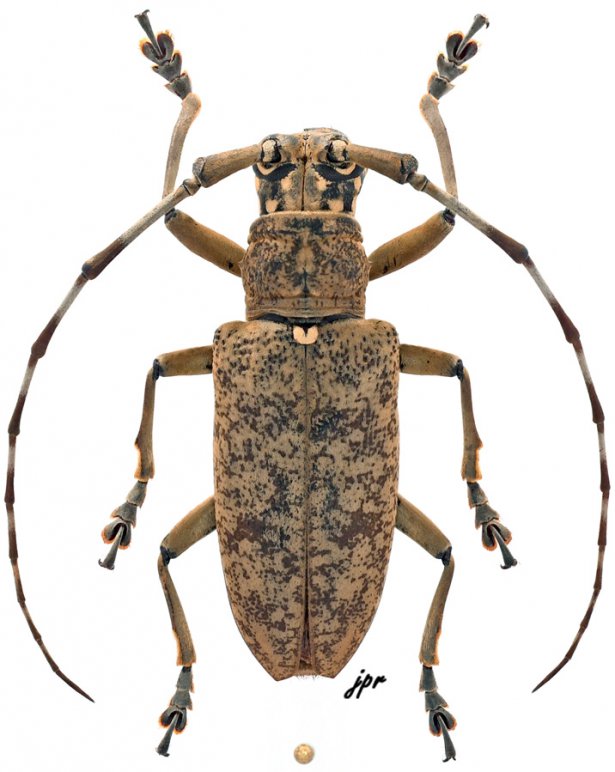 Pelargoderus malaccensis