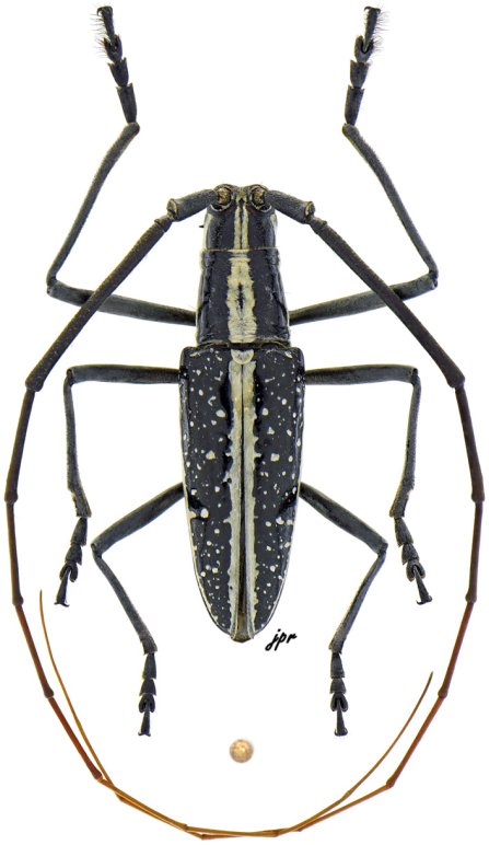 Ptychodes bifasciatus