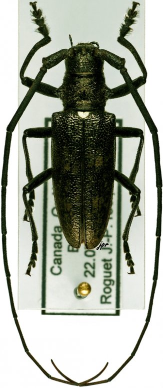 Monochamus scutellatus