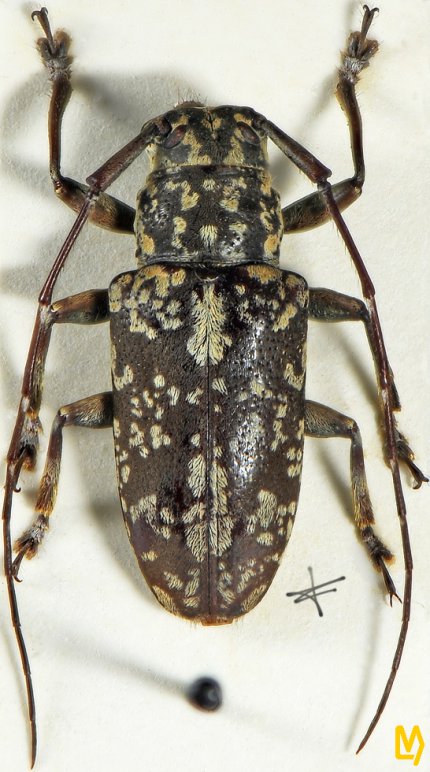 Paracoptops basalis