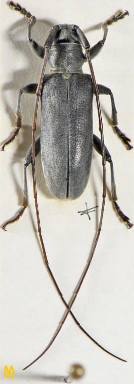 Acalolepta griseipennis