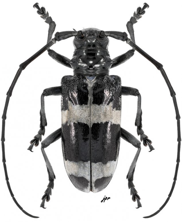 Anoplophora cheni