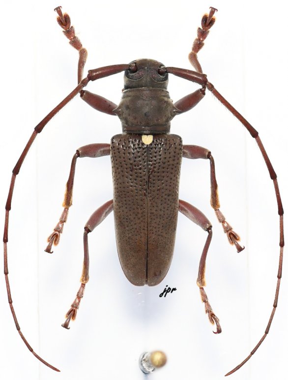 Monochamus olivaceus