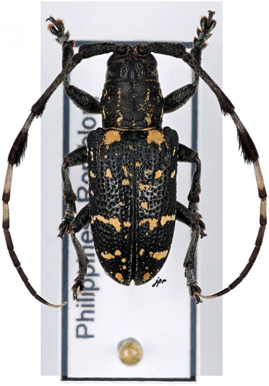 Achthophora
