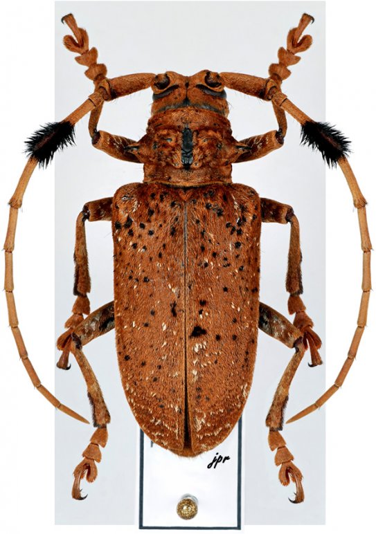 Aristobia freneyi