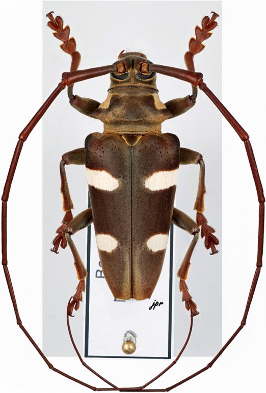 Cereopsius sexmaculatus