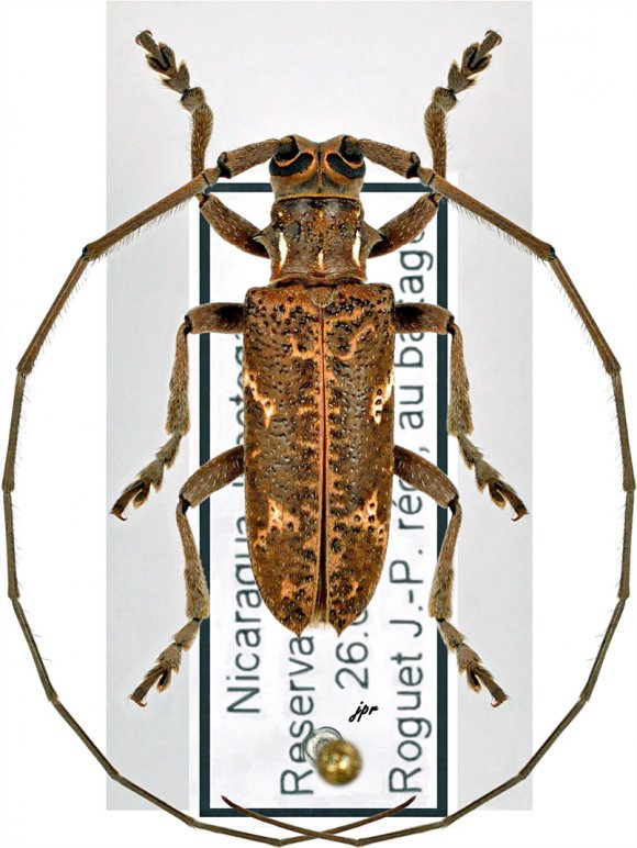 Hammatoderus thoracicus