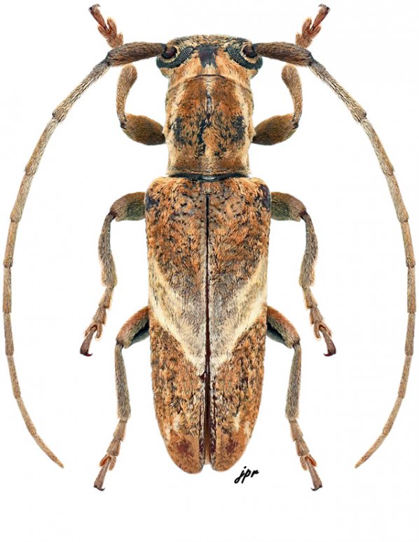 Spodotaenia tanzanicola