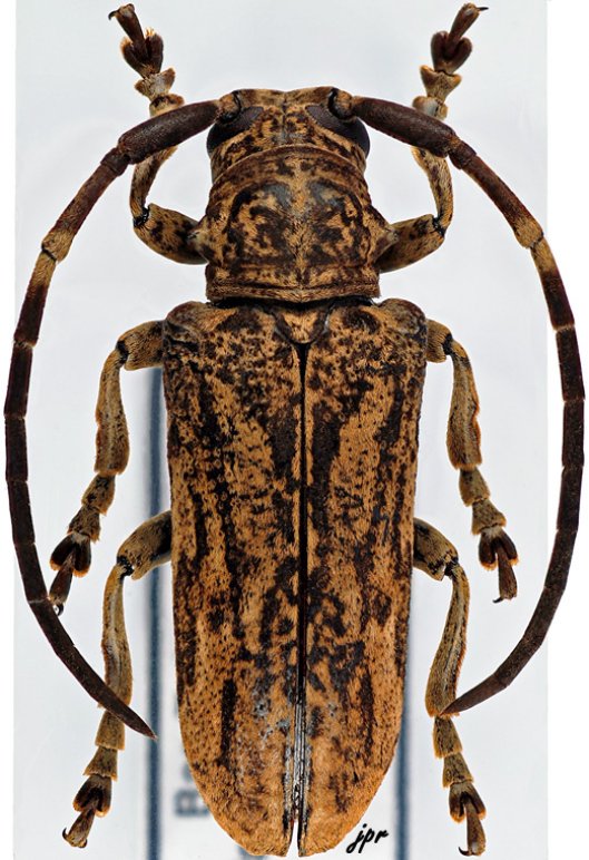 Synhomelix annulicornis