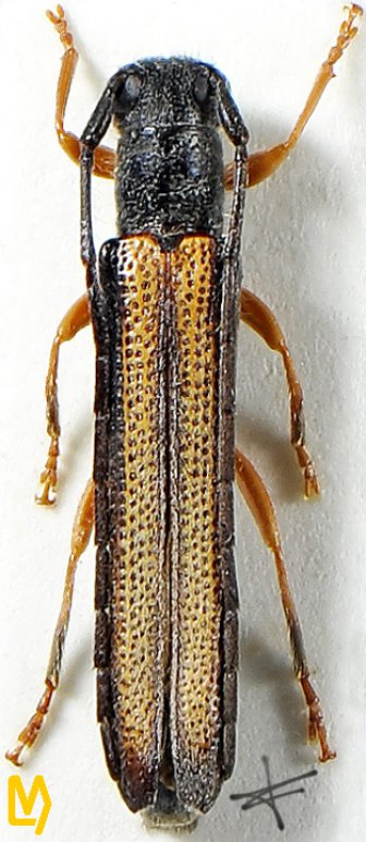 Oberea scutellaroides