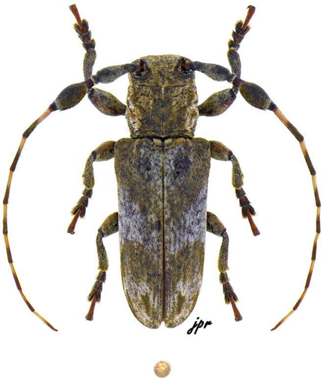 Eudesmus grisescens