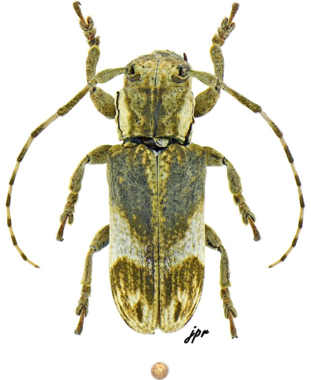 Eudesmus nicaraguensis