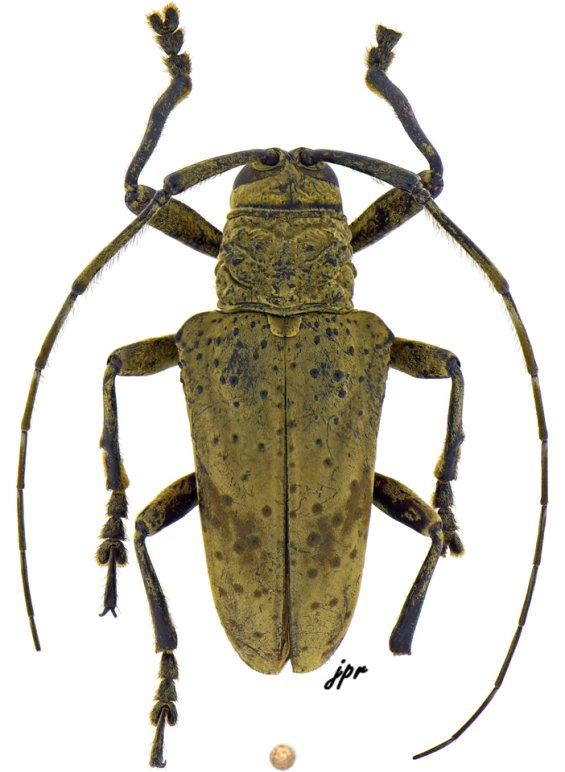 Hypselomus papulentus