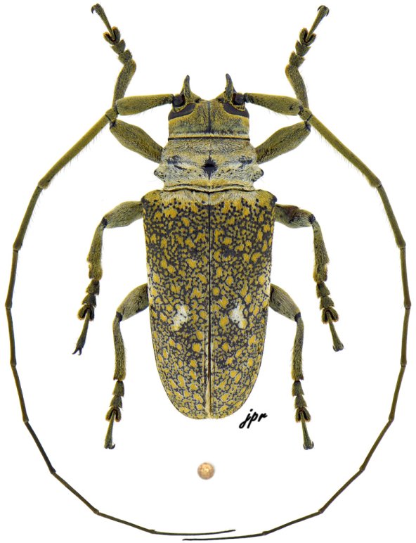 Lochmaeocles tessellatus tessellatus