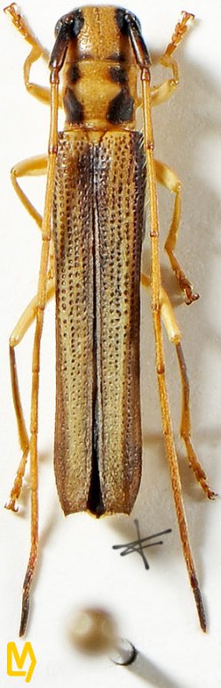 Obereopsis kankauensis