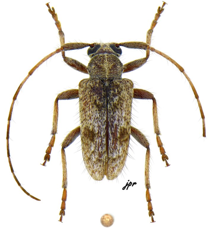 Piola colombica