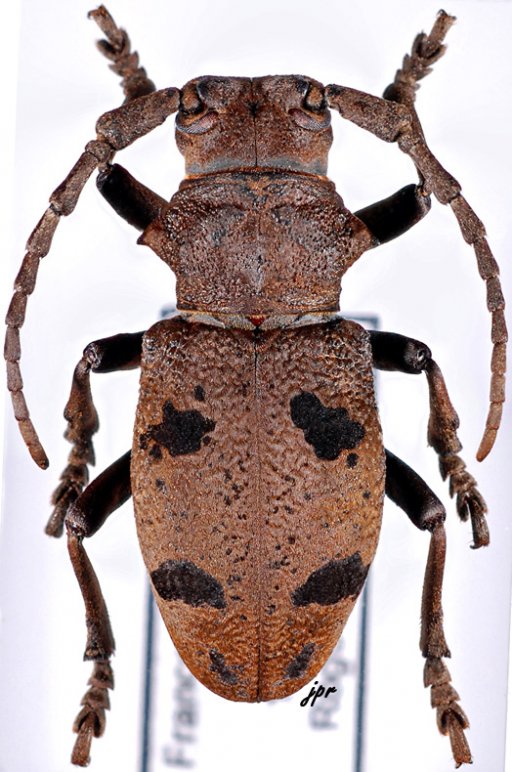 Herophila tristis tristis