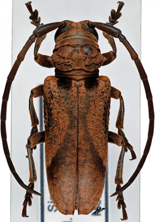 Homelix arcuata