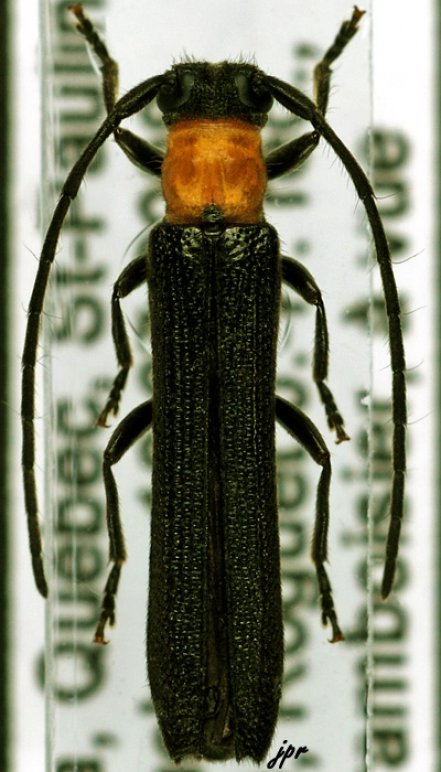 Oberea affinis