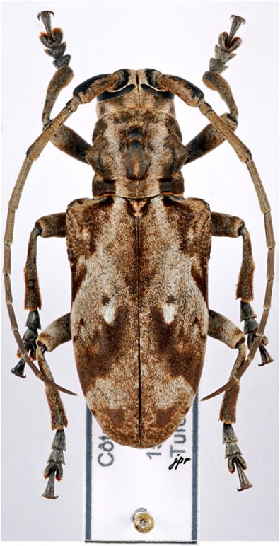 Phryneta coeca coeca