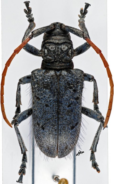 Phryneta immaculata