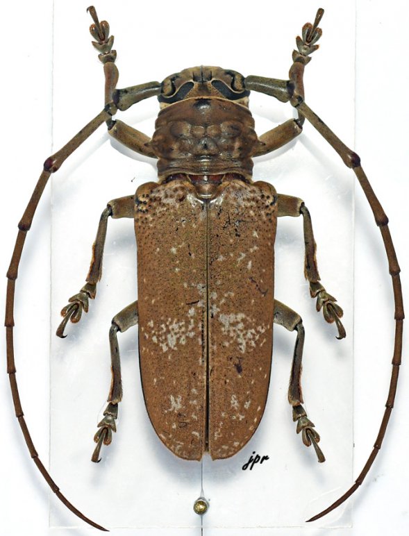 Prosopocera griseomaculata