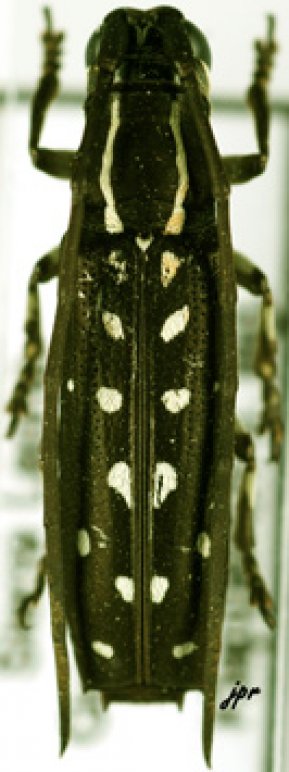 Proctocera senegalensis