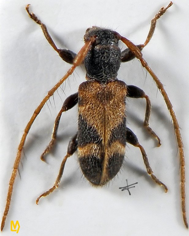 Egesina setosa