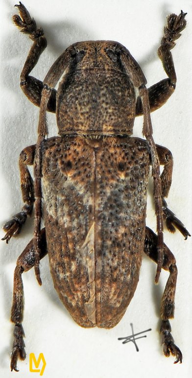 Pterolophia tuberculatrix