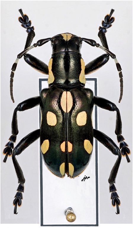 Mimacronia viridimaculata