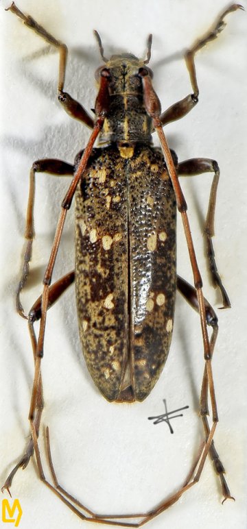 Rhodopina albomaculata